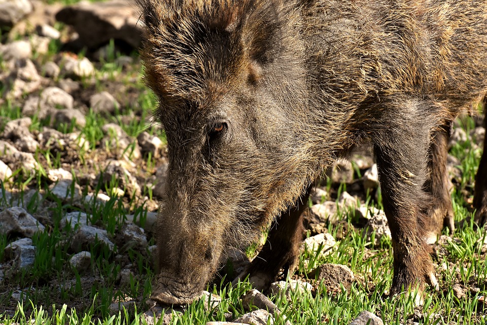 Pădurarii și vânătorii din vestul țării, în alertă după descoperirea noilor cazuri de pestă porcină africană