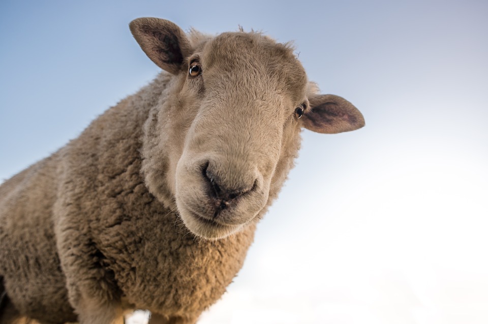 După pesta porcină africană, o nouă boală riscă să pună pe butuci zootehnia românească