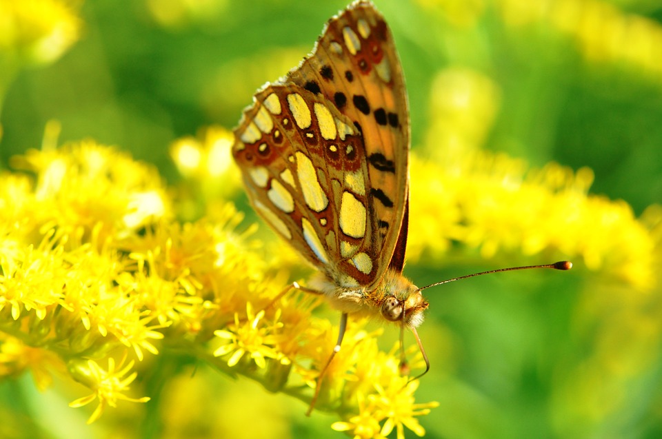 Lepidopterele, adică niște creaturi ce au aripi cu solzi