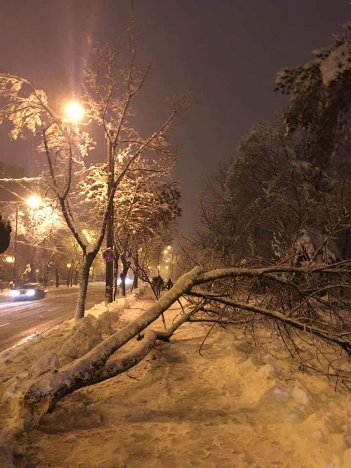 Codul portocaliu în Timiș. 40.000 de oameni nu au curent electric, aproape 100 de copaci prăbușiți, stâlpi căzuți, mașini avariate