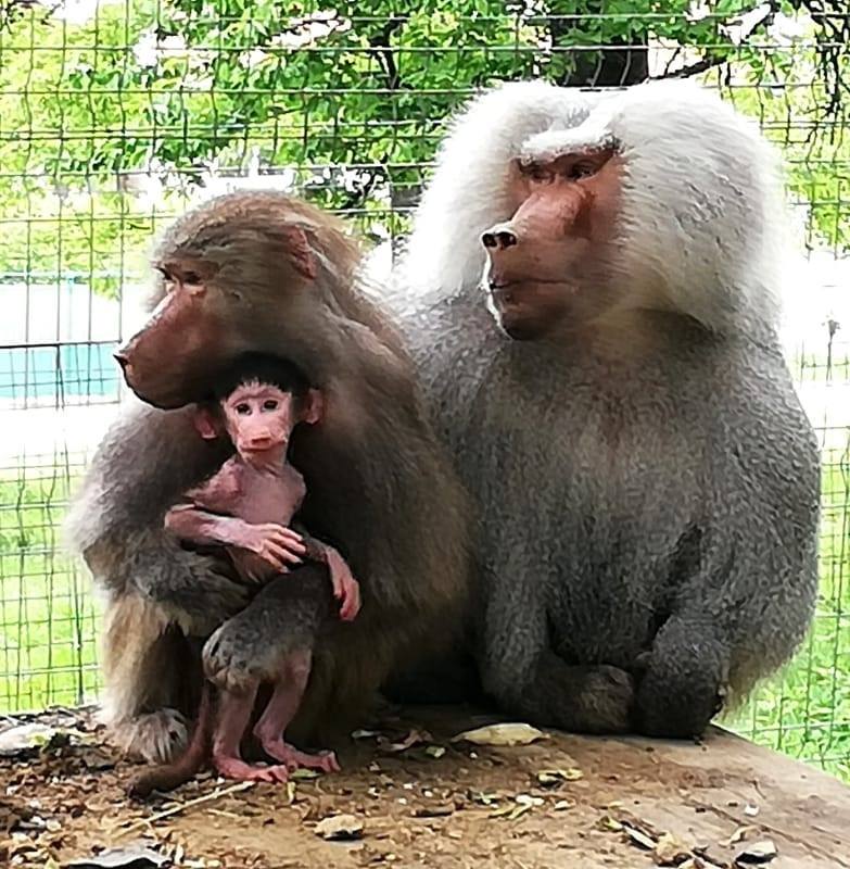 Un pui de babuin s-a născut la Zoo Hunedoara. Vizitatorii, invitați să-i găsească un nume