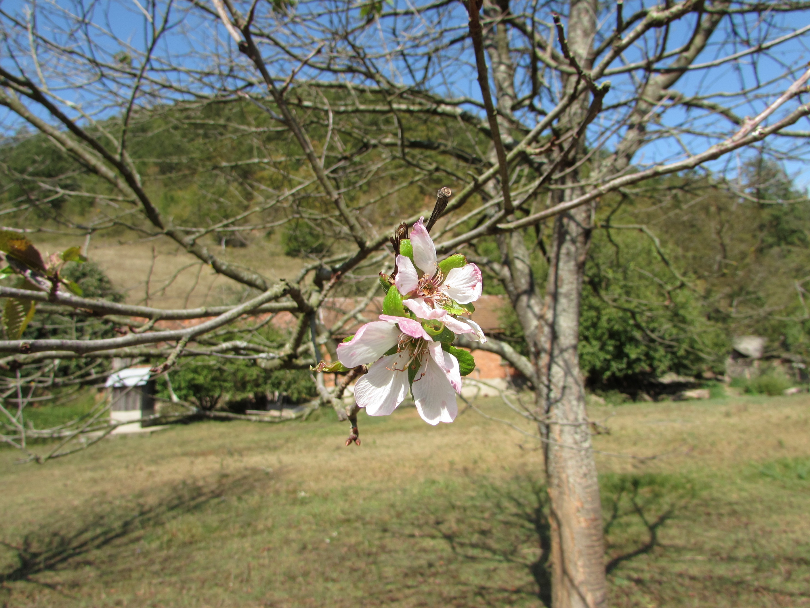 FOTO/ Cirești înfloriți pentru a doua oară în an în Banat