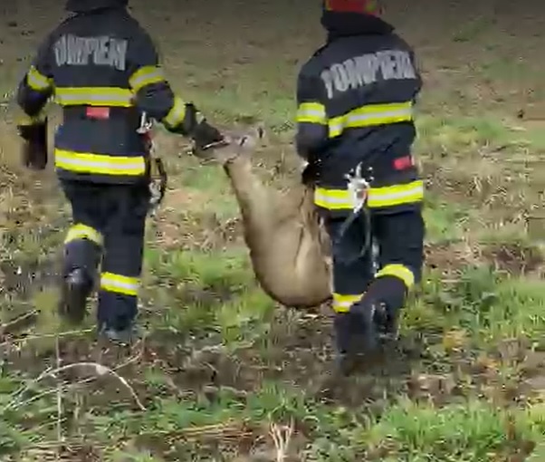 Pompierii arădeni au salvat o căprioară căzută într-un canal din Pădurea Ceala