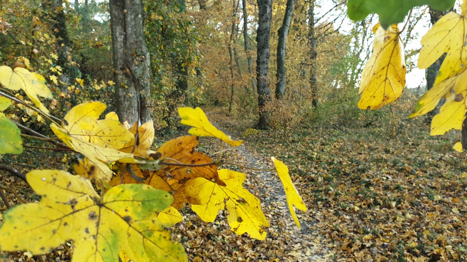 Vreme caldă și închisă în vestul țării