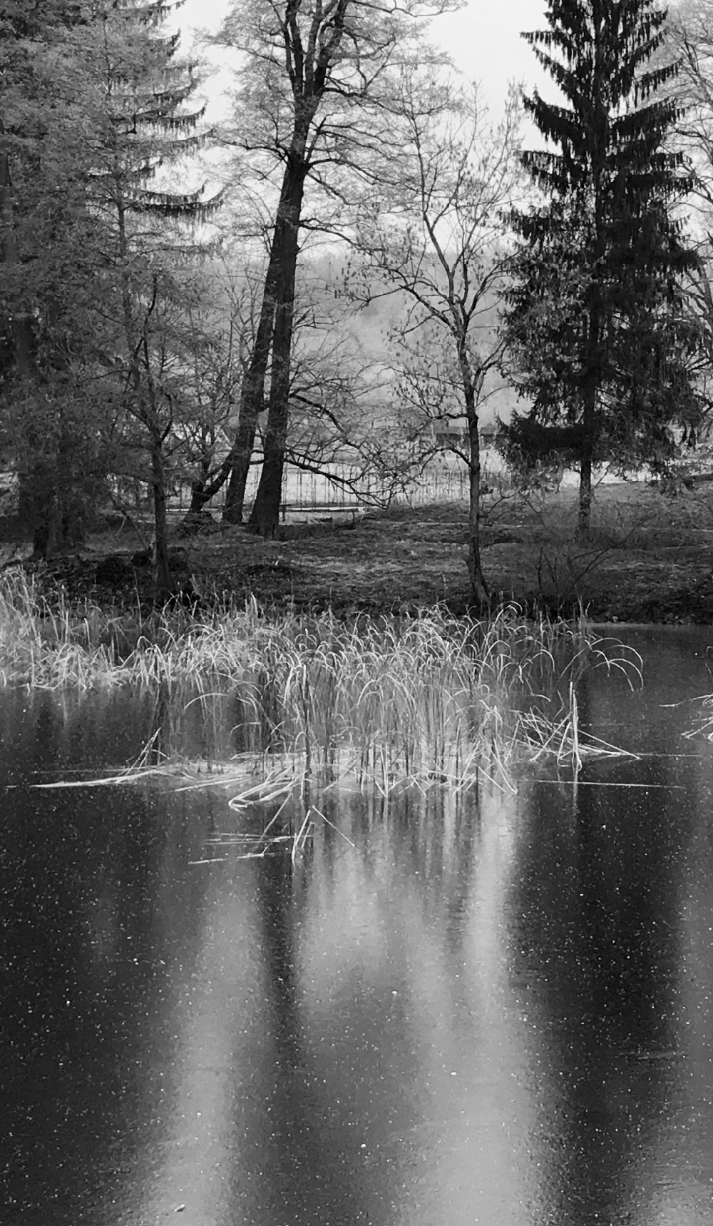 Săvârșin învăluit în promoroacă, fotografii spectaculoase din parcul Castelului Regal