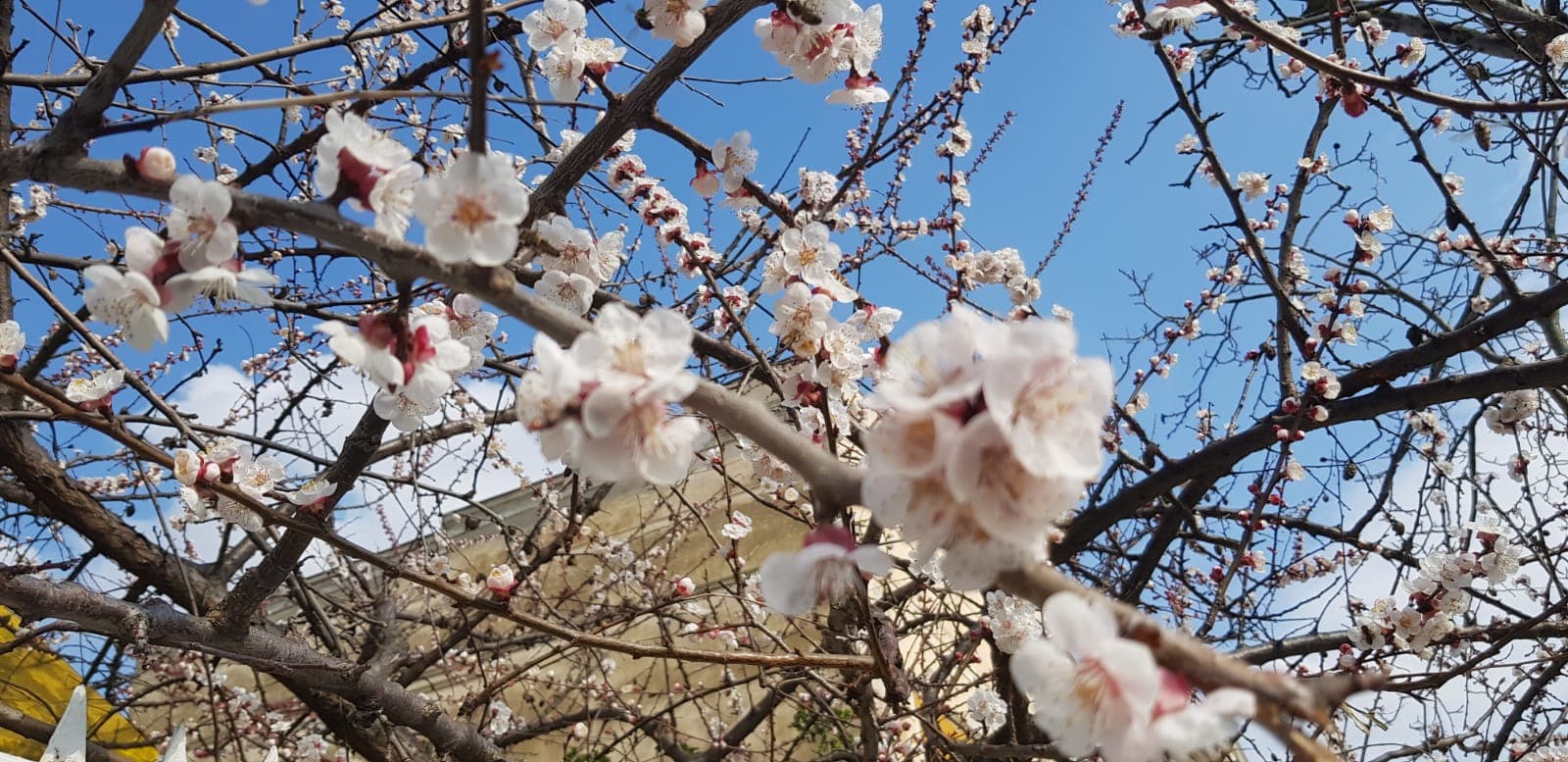 Vreme frumoasă la început de săptămână