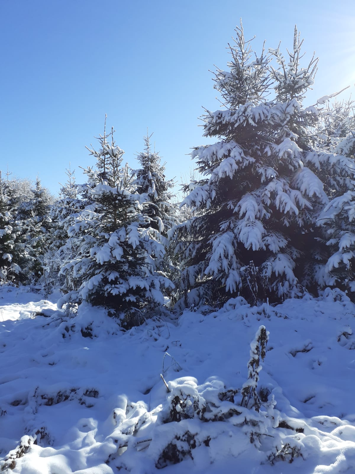 Povestiri de la Curtici, Recaș, Gârbovăț și din pădurile Almăjului, duminică, la “Diminețile satului”