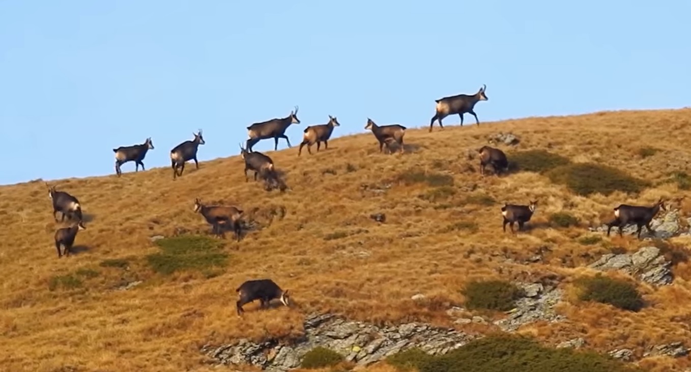 Imagini inedite cu o turmă de capre negre, suprinse în Retezat