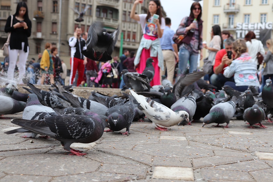 Recensământ cu probleme în Timiș