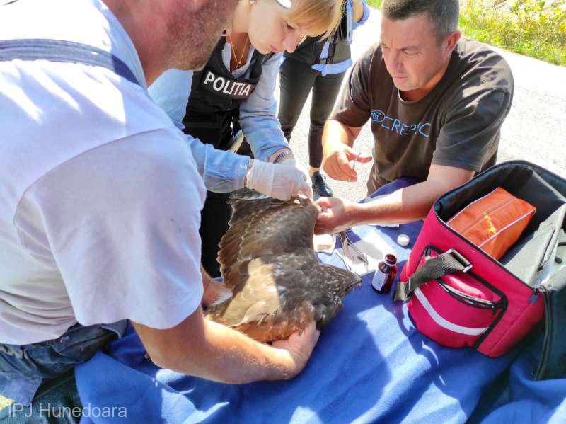 Un uliu şorecar rănit a fost salvat de poliţiştii de la Protecţia Animalelor Hunedoara