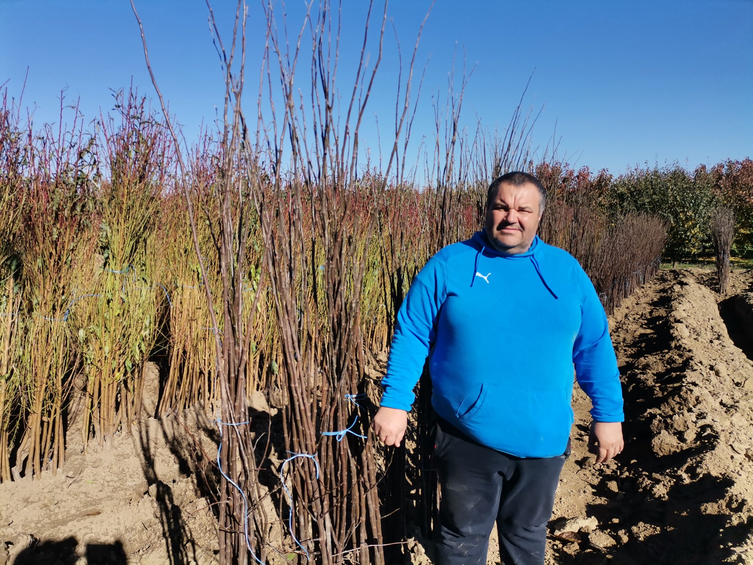 A început sezonul de plantare a pomilor fructiferi