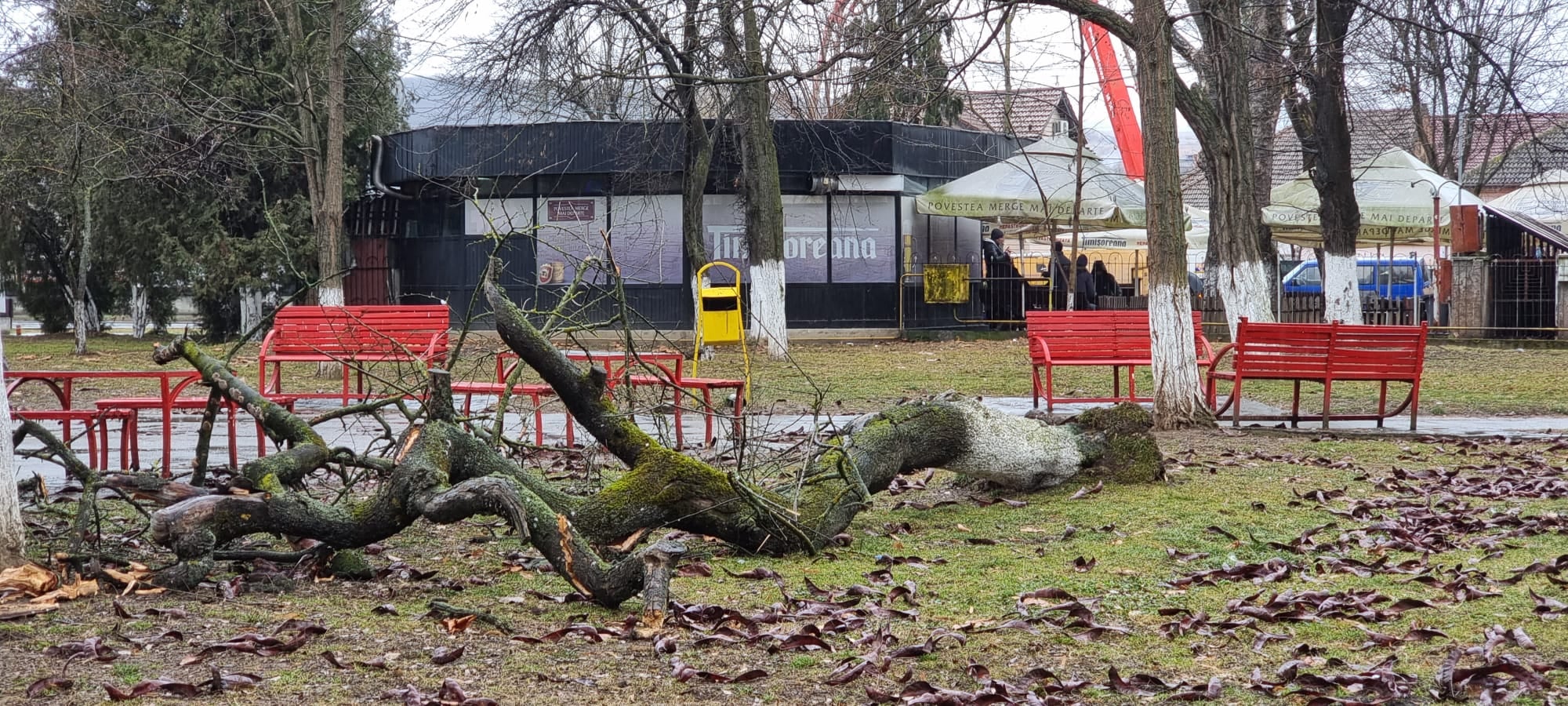 Primăria Hunedoara vrea să evalueze copacii din Parcul Central, potențial pericol pentru trecători