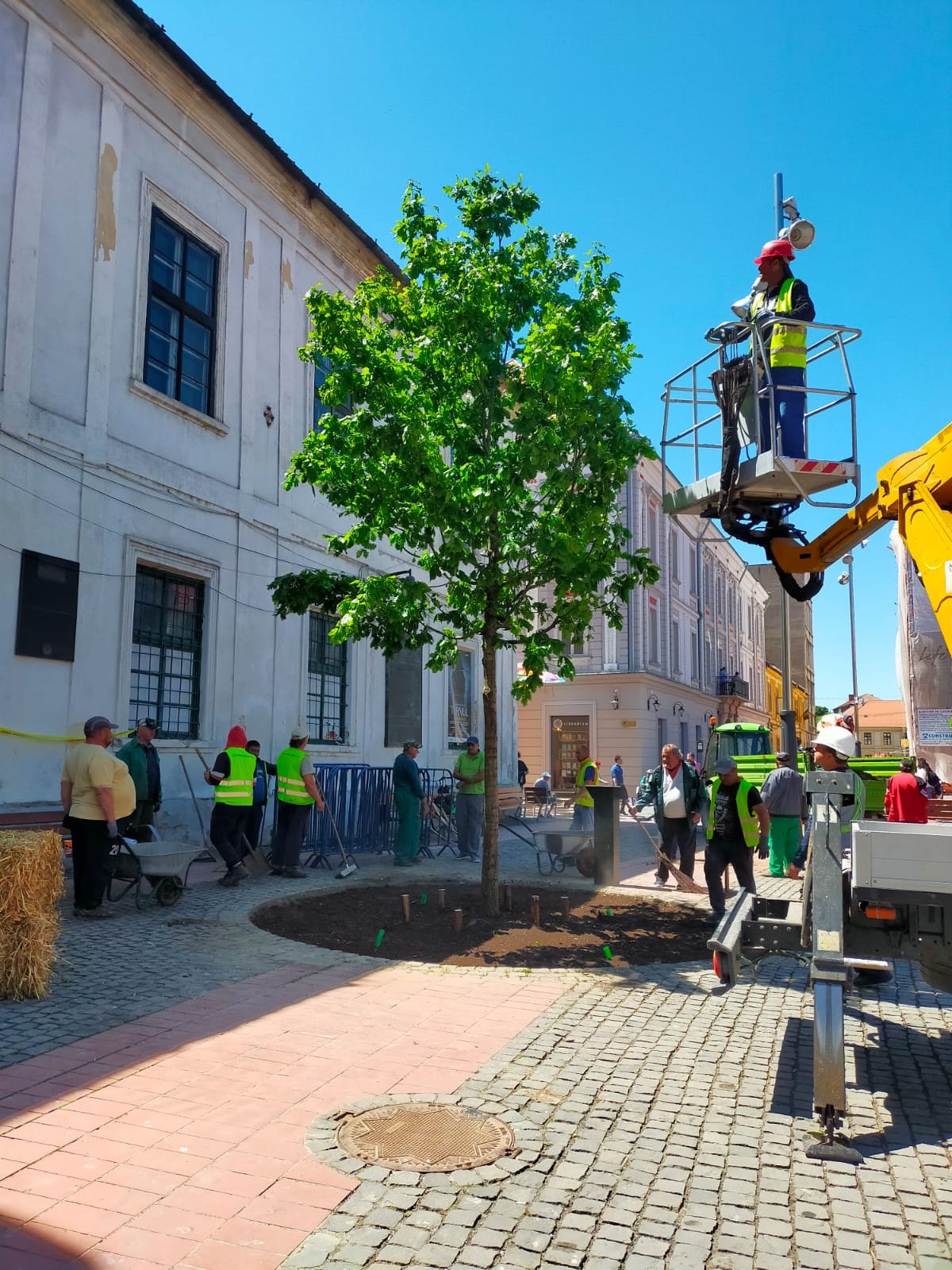 Stejarul plantat de Custodele Coroanei Regale în Piața Libertății, în pericol