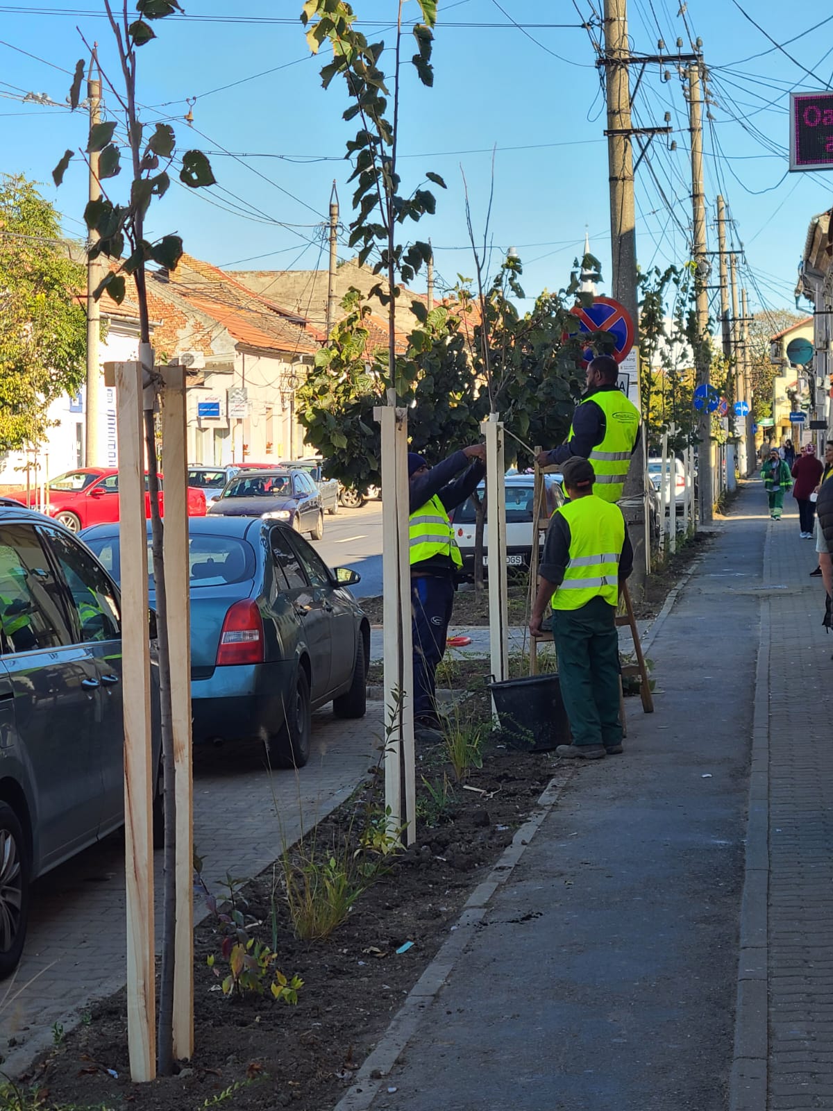 Societatea Horticultura începe campania de plantări de arbori în Timișoara