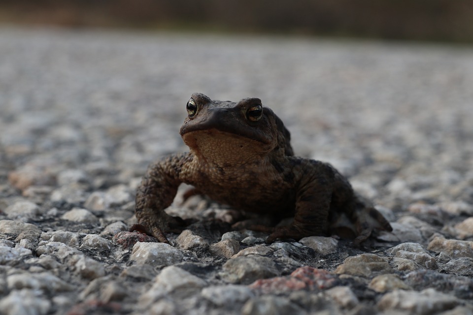 Drum județean din Timiș, invadat de broscuțe ieșite din habitatele de hibernare