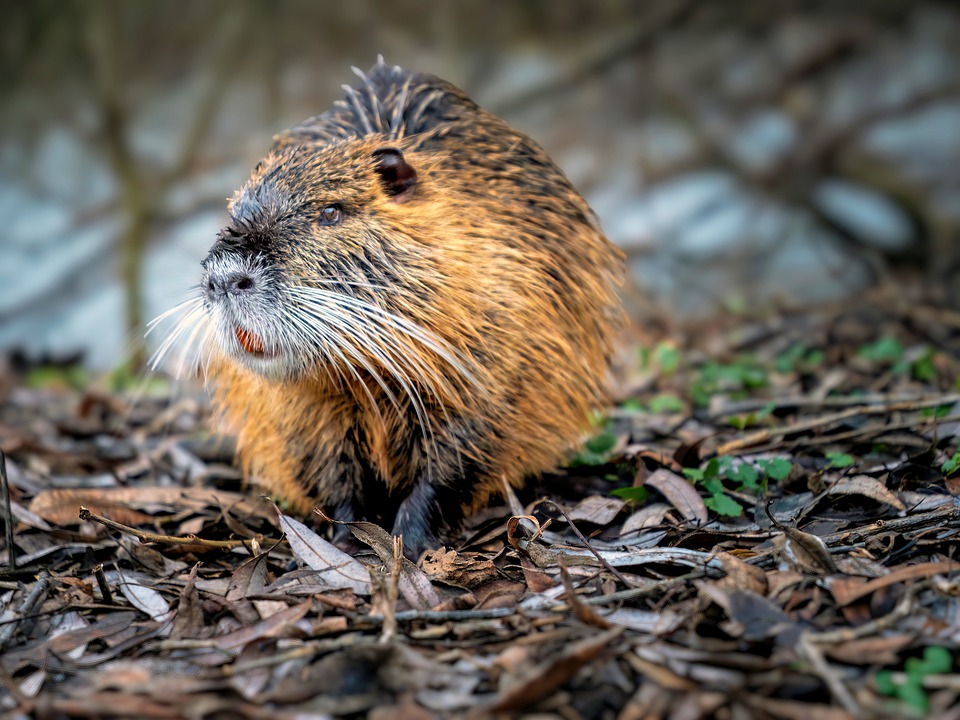 Un biolog atrage atenţia că lucrările de curăţenie pe malul Mureşului afectează coloniile de castori