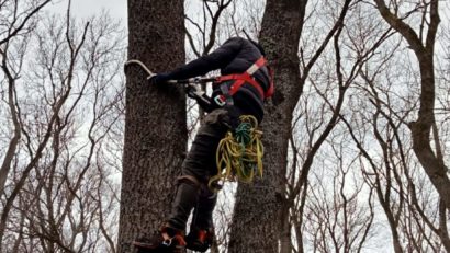 Cuiburi artificiale pentru păsări, montate în Parcul Natural Lunca Mureşului