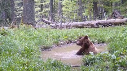 Urs filmat la o scăldătoare în Parcul Naţional Retezat