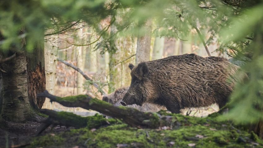 Pestă porcină africană la mistreți pe Valea Mureșului