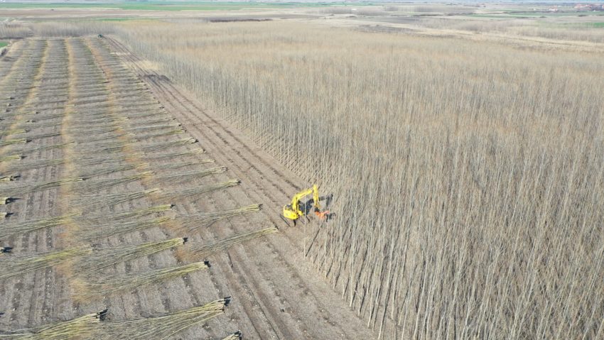 Biomasa, soluție la criza energetică. Un fermier din Timiș continuă să planteze plopi energetici