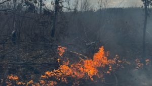 Peste 200 hectare de vegetaţie uscată şi litieră de pădure din Timiș, distruse de incendii