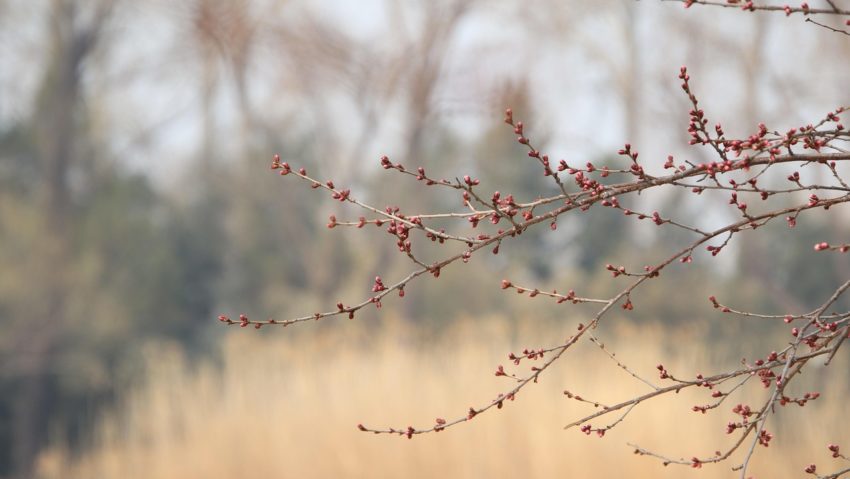 Pomii fructiferi, în pericol din cauza temperaturilor scăzute