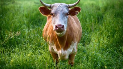 Peste 50 de focare de leucoză la bovine, descoperite în judeţul Arad